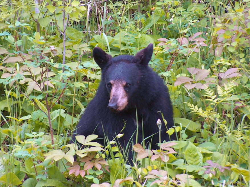Black Bear SW of Thunder Bay, Ontario