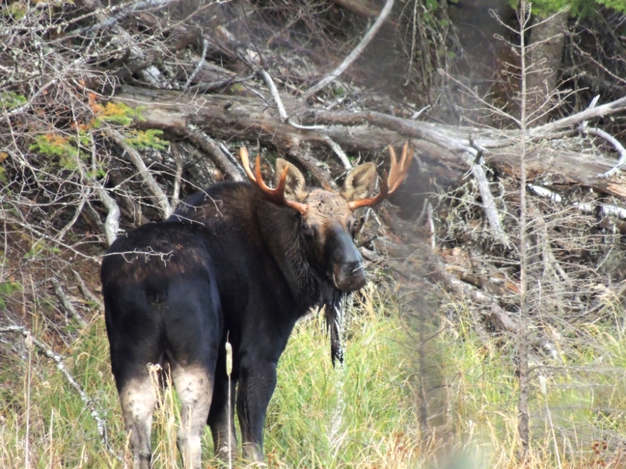 Moose SW of Thunder Bay, Ontario