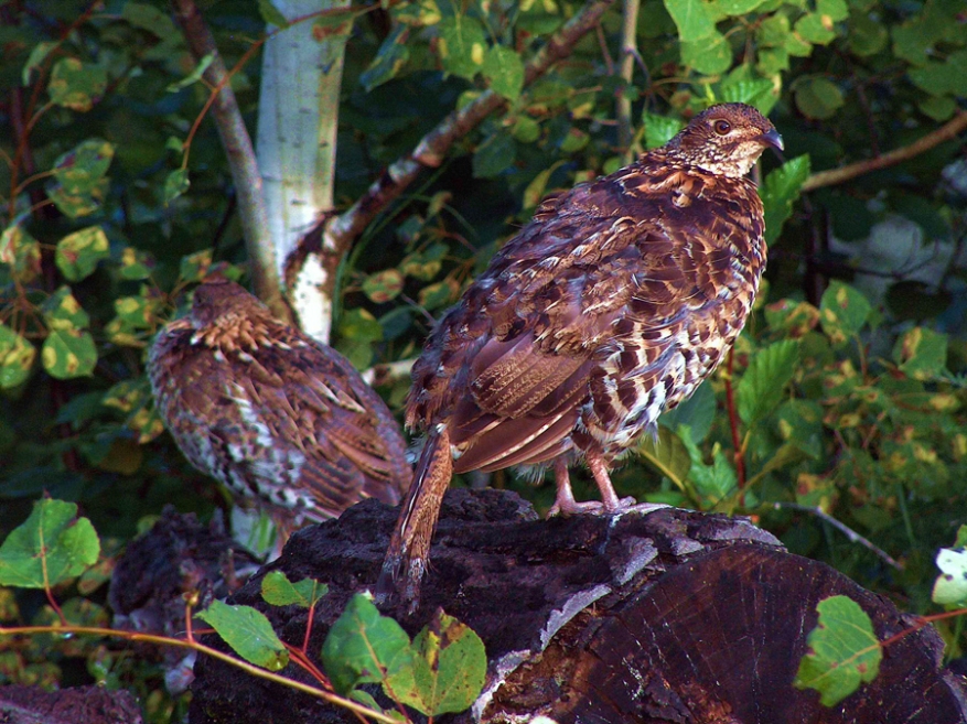 Grouse and "teenage" chick SW of Thunder Bay, Ontario