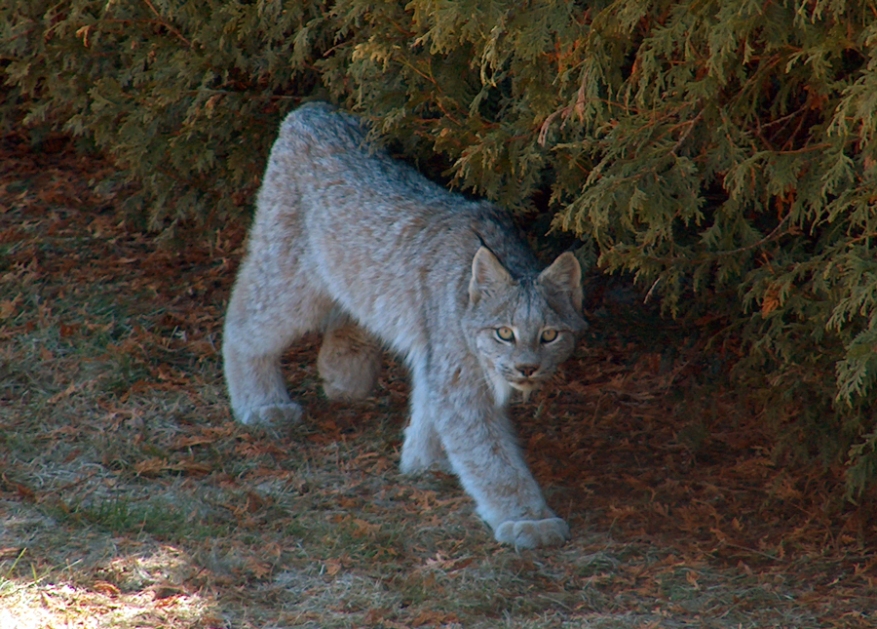 Lynx SW of Thunder Bay, Ontario