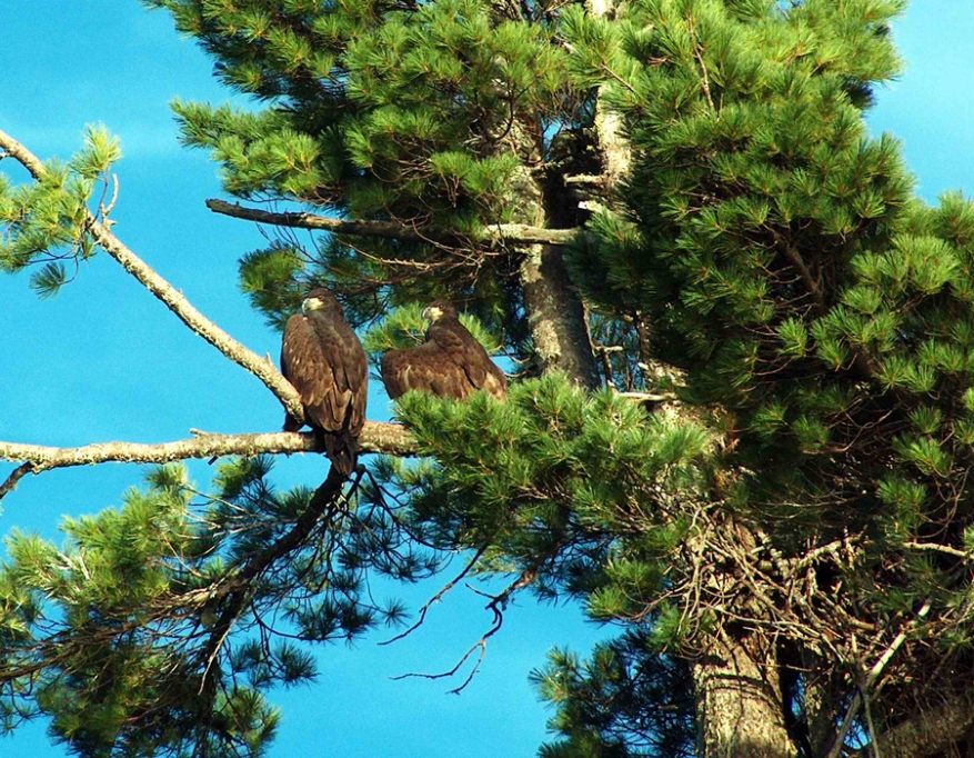 Two young Bald Eagles SW of Thunder Bay, Ontario